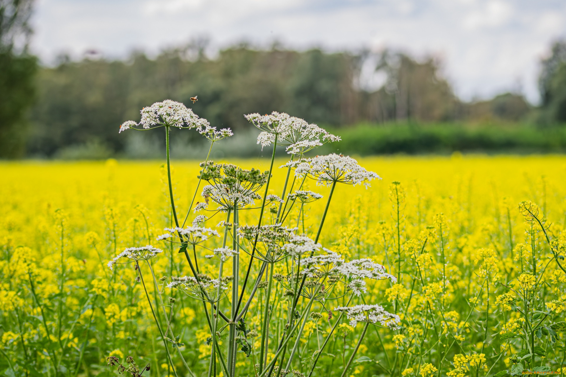 heracleum sphondylium,  , ,  , ,  , heracleum, sphondylium, , 